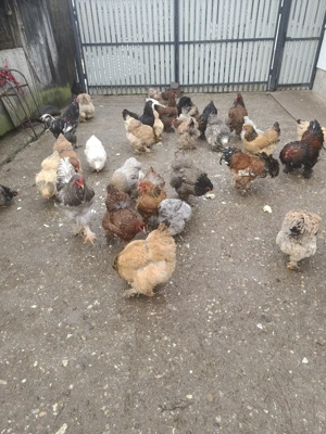 ouă pentru incubat  - imagine 4