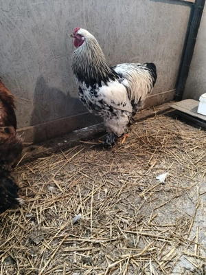 ouă pentru incubat  - imagine 5