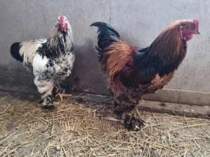 ouă pentru incubat  - imagine 3