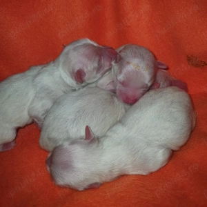 Vand catei bichon maltez