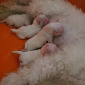 Vand catei bichon maltez - imagine 2