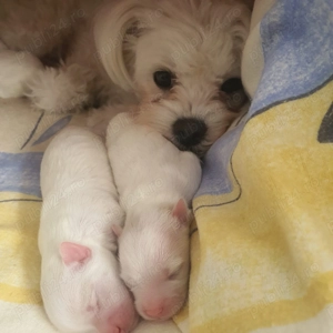 Vand catei bichon maltez - imagine 3