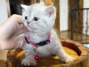  Puiuti British Shorthair isi cauta camin 