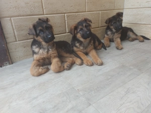 Pui Ciobănesc German cu pedigree - imagine 3