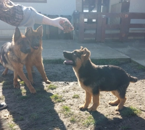 Pui Ciobănesc German cu pedigree