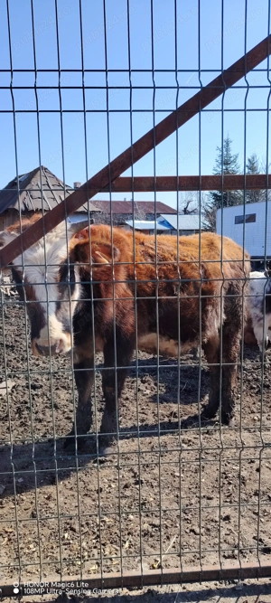 De vânzare 2 văcuțe, junincă cu vițeluș și bălțată gestanta - imagine 2