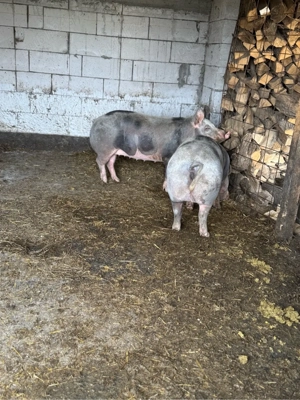 vand porci  - imagine 3