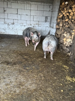 vand porci  - imagine 2