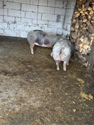 vand porci  - imagine 4