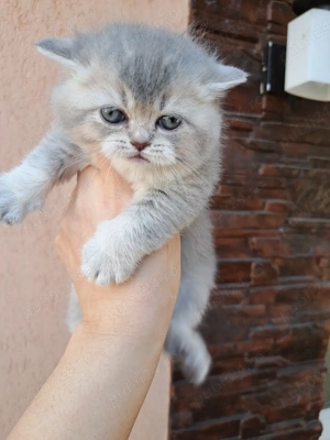 British shorthair chinchila blue  - imagine 4
