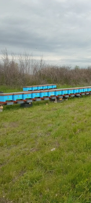 Schimb 4 4 Cu Famili De Albine - imagine 2