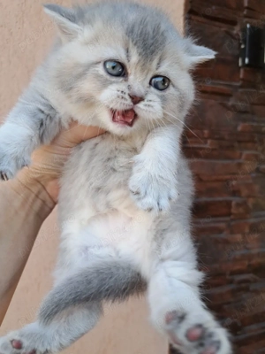 British shorthair chinchila blue  - imagine 3