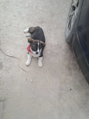 Donez catel talie mica - imagine 2