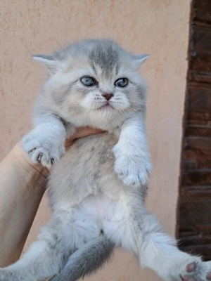 British shorthair chinchila blue  - imagine 2