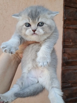 British shorthair chinchila blue  - imagine 5