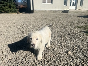 Catei Ciobanesc Asia Centrala ! - imagine 3