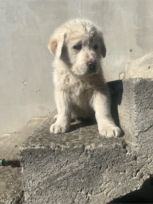 Catei Ciobanesc Asia Centrala ! - imagine 4