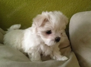 Vand bichonel talie mica baiat 6 saptamani