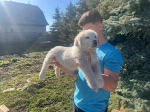 Catei Ciobanesc Asia Centrala ! - imagine 2