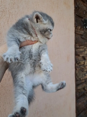 British shorthair chinchila blue  - imagine 4