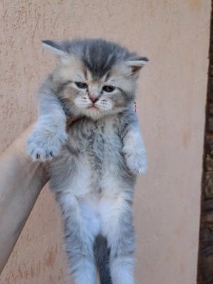 British shorthair chinchila blue 