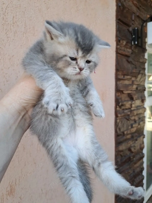 British shorthair chinchila blue  - imagine 2