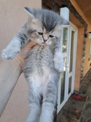 British shorthair chinchila blue  - imagine 3