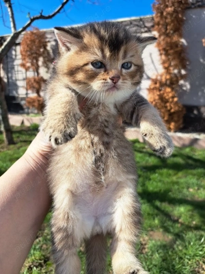 British chinchila golden  - imagine 4