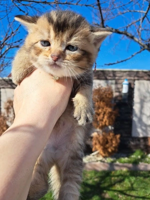 British chinchila golden  - imagine 3