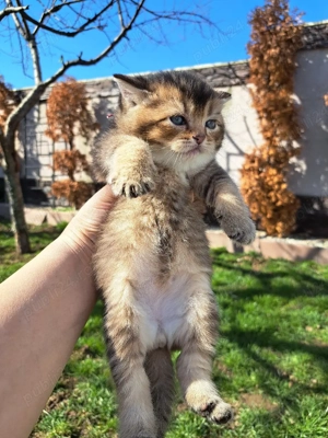 British chinchila golden  - imagine 5