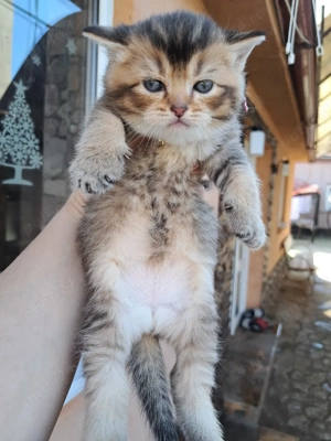 British chinchila golden  - imagine 2