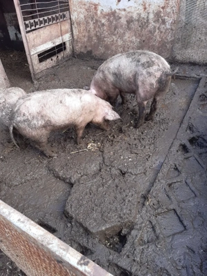 Purcei  si de protap - imagine 2