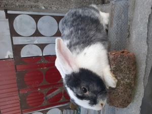 Vând mascul de 5 luni bun pentru ținut!