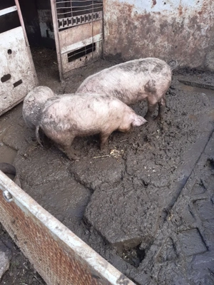 Purcei  si de protap - imagine 5