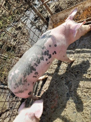 Grasuna de vânzare  - imagine 2