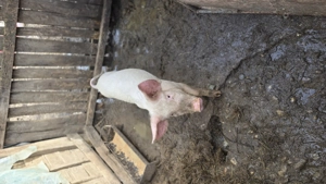 Purcwl si purcica de vanzare - imagine 4