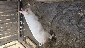 Purcwl si purcica de vanzare - imagine 2