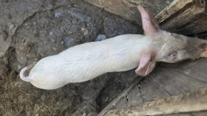 Purcwl si purcica de vanzare