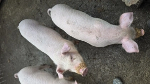 Purcwl si purcica de vanzare - imagine 3