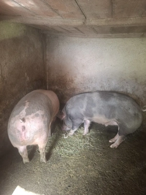 Porc Pietrain - imagine 4