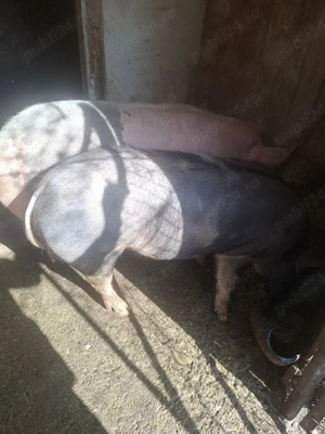 Porc Pietrain - imagine 3