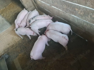 Vând purceluși 2 luni - imagine 3