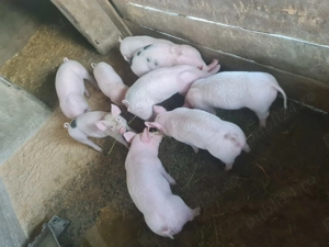 Vând purceluși 2 luni - imagine 2