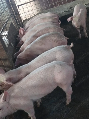 Soldanei de carne 35-40 kg - imagine 5