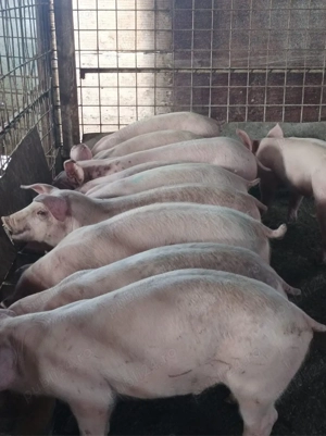 Soldanei de carne 35-40 kg - imagine 4