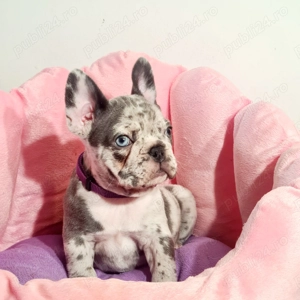 Bulldog Francez Merle