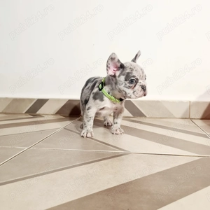 Bulldog Francez Merle - imagine 3