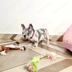 Bulldog Francez Merle - imagine 2