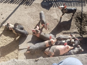 Purcei de vânzare  - imagine 2