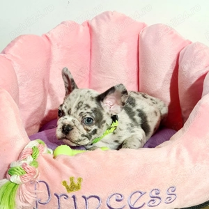 Bulldog Francez Merle - imagine 5